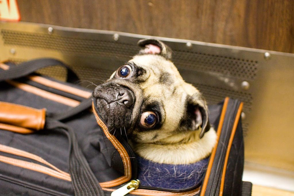 狗狗搭火車規定
