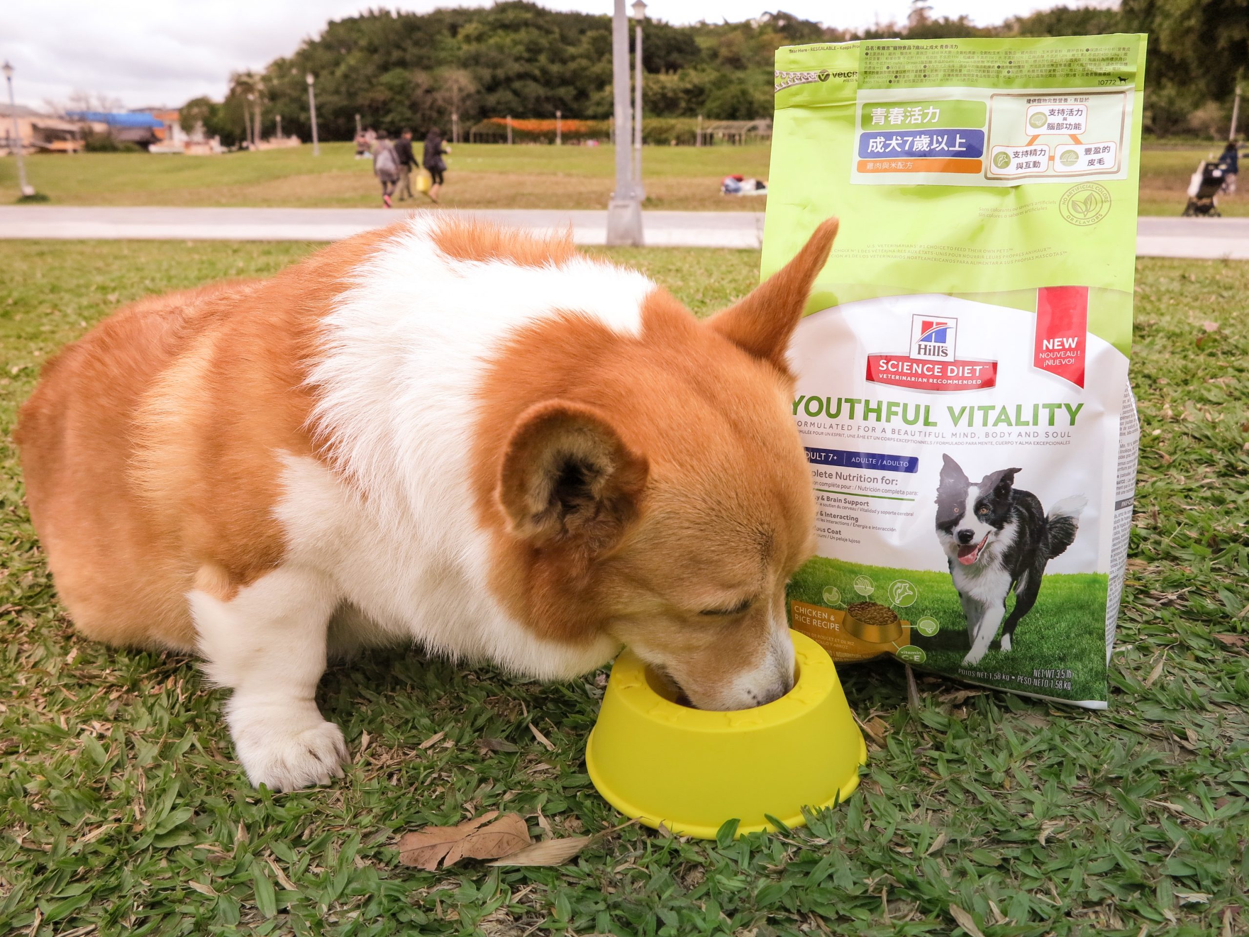 狗狗飼料怎麼選？】Blackwood柏萊富、ACANA愛肯拿、Orijen渴望哪個牌子適合你家毛小孩？