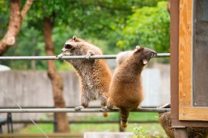 兆豐農場動物園