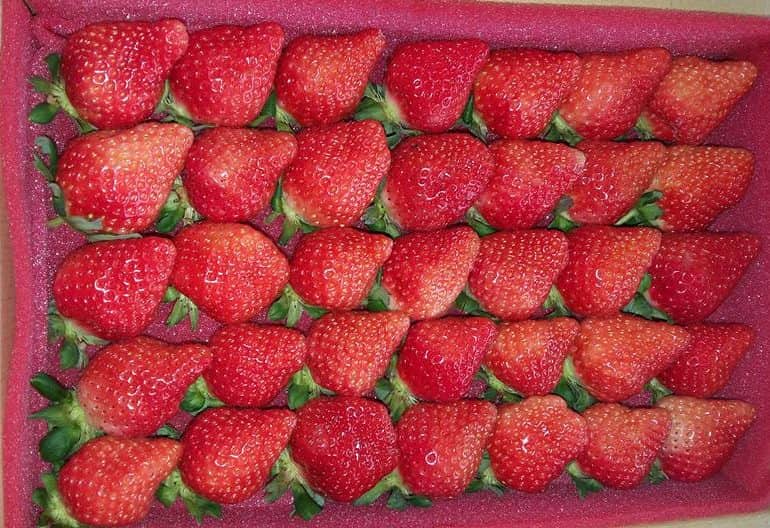 鴻運高架草莓