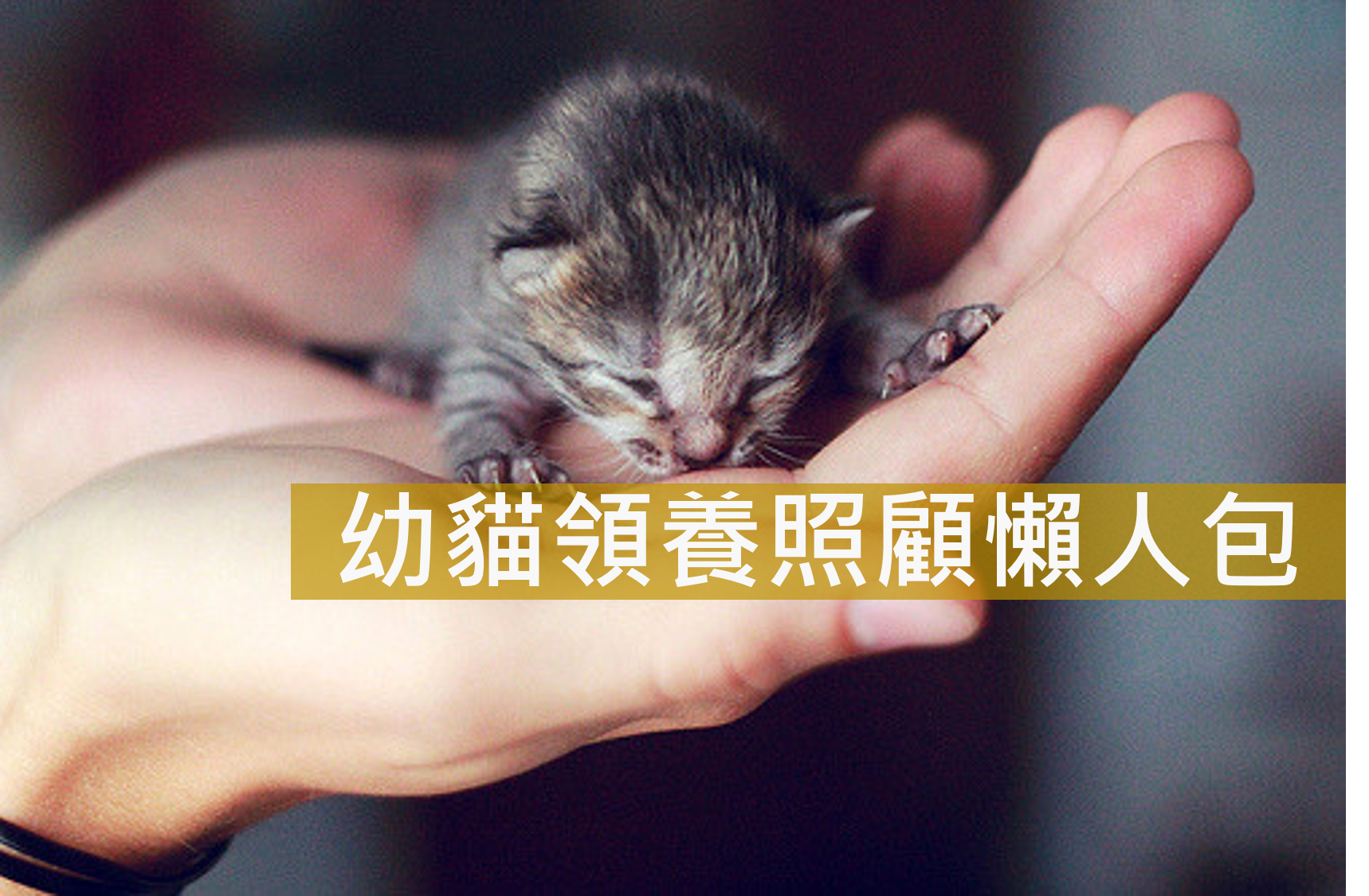 我 是 你 可爱 的 小 猫