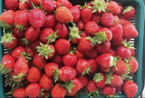 巧合草莓園採草莓