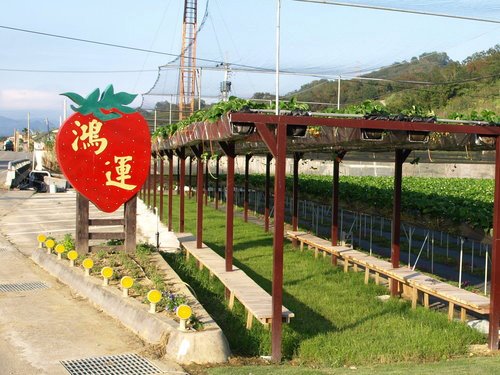 鴻運高架草莓