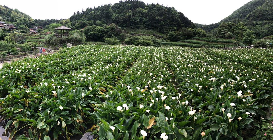 小瀑布海芋