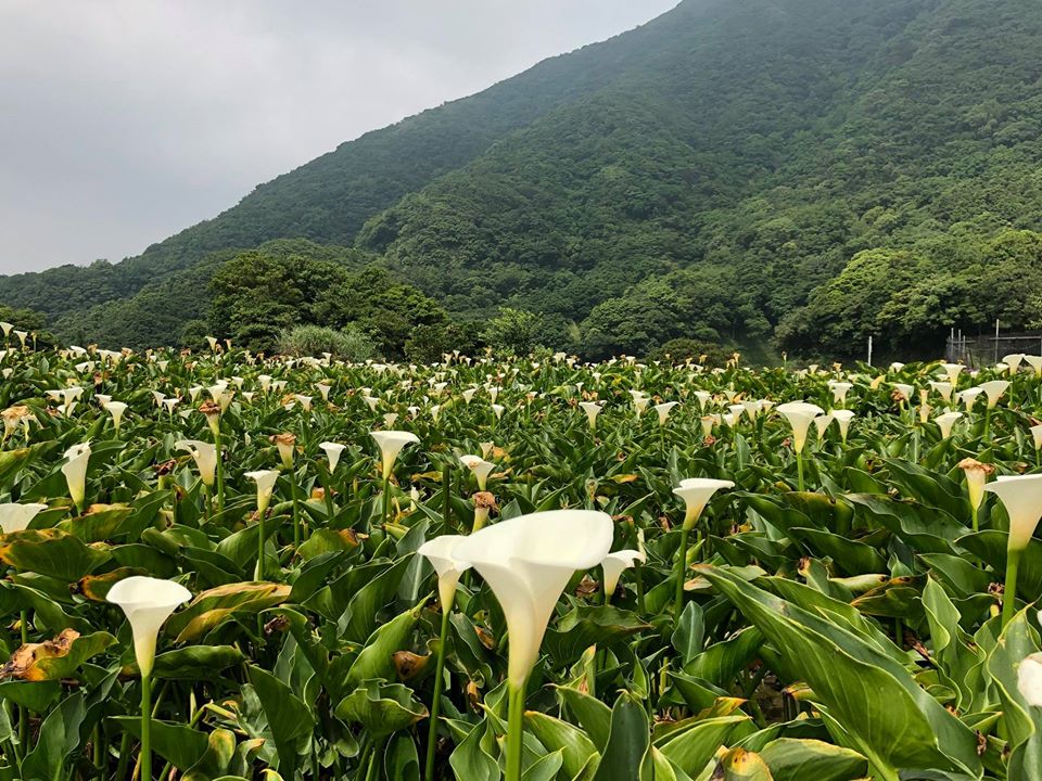 小瀑布海芋園