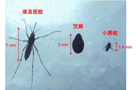 小黑蚊最怕什麼味道?如何消滅小黑蚊(台灣鋏蠓)?小黑蚊防治必知的5W1H