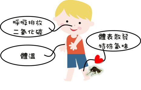 小黑蚊的最愛