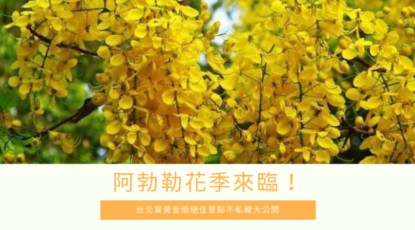 2023 阿勃勒花季｜台北賞阿勃勒黃金雨５大絕佳景點，不私藏大公開！