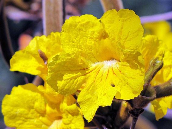 風鈴木花瓣