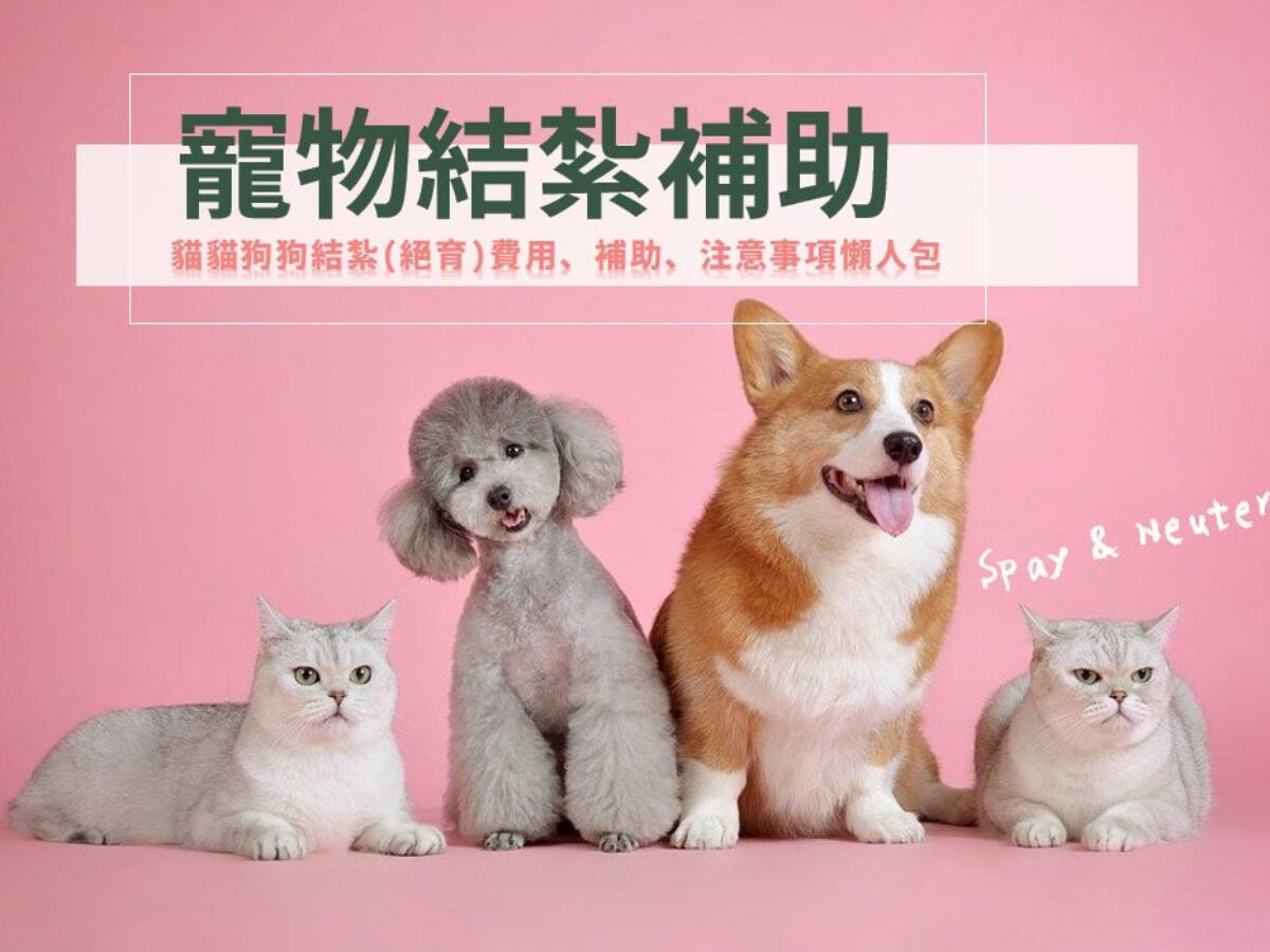 2026寵物結紮補助｜貓咪狗狗結紮費用＆補助注意事項整理