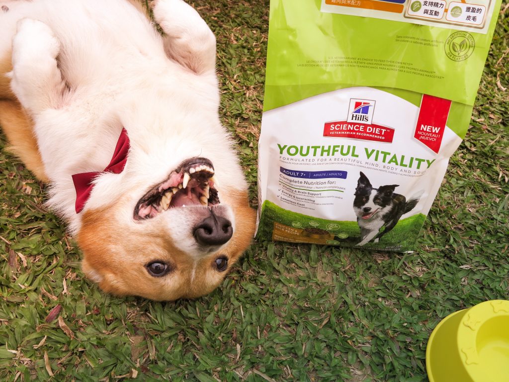 狗狗飼料怎麼選？】Blackwood柏萊富、ACANA愛肯拿、Orijen渴望哪個牌子適合你家毛小孩？