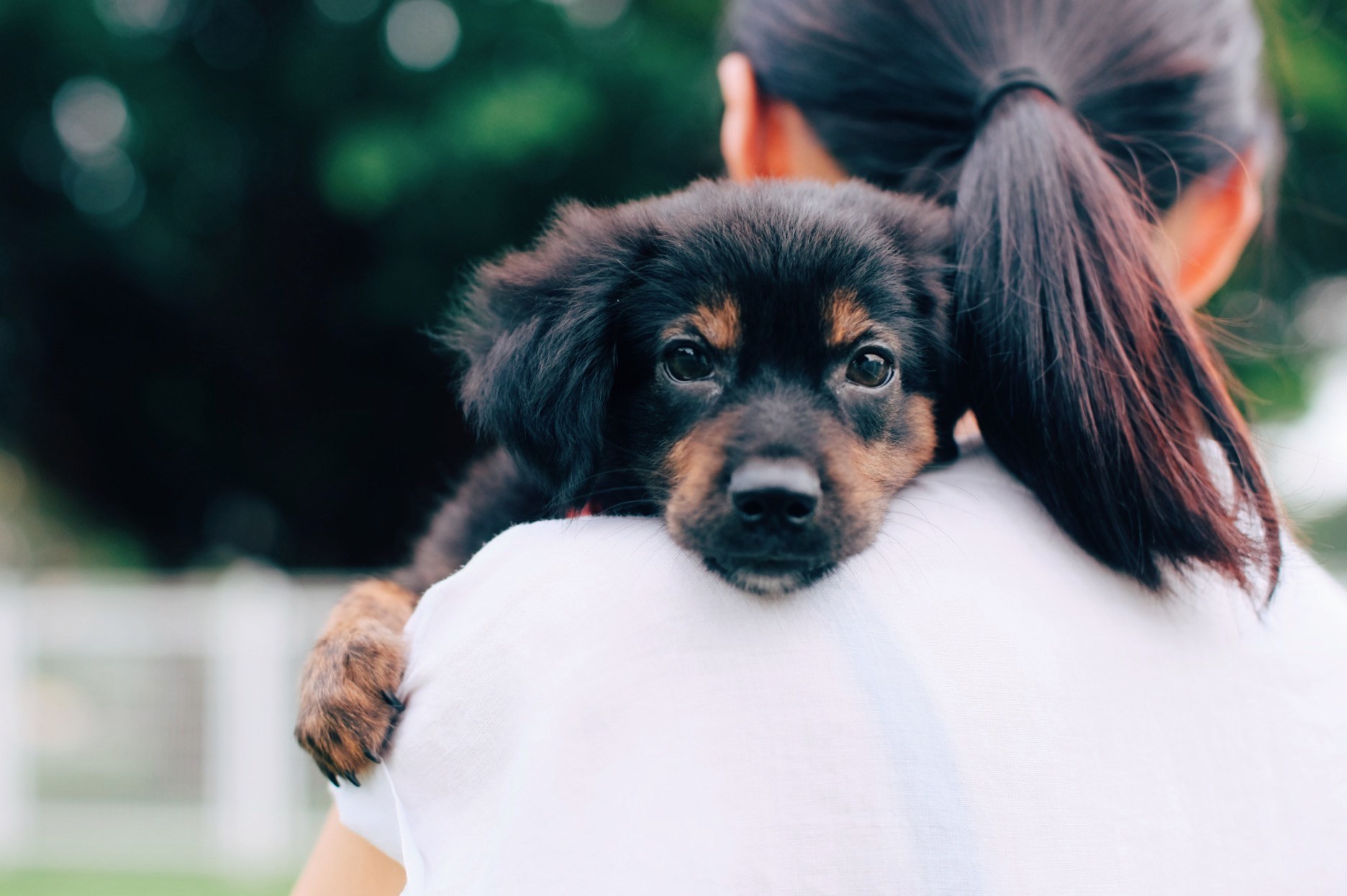 全台免費領養幼犬平台整理 超實用幼犬照顧方式 飼料推薦懶人包