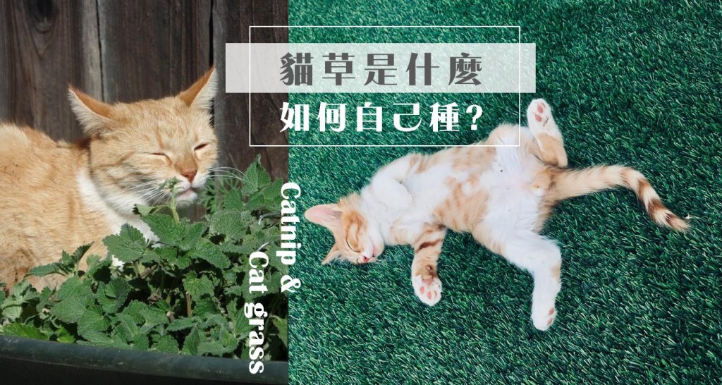 貓草種植 貓草作用是什麼 多久吃一次 與貓薄荷的