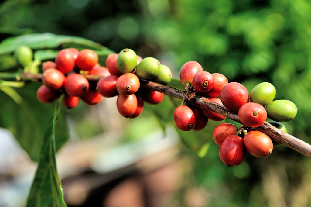 咖啡豆品種 阿拉比卡 羅布斯塔