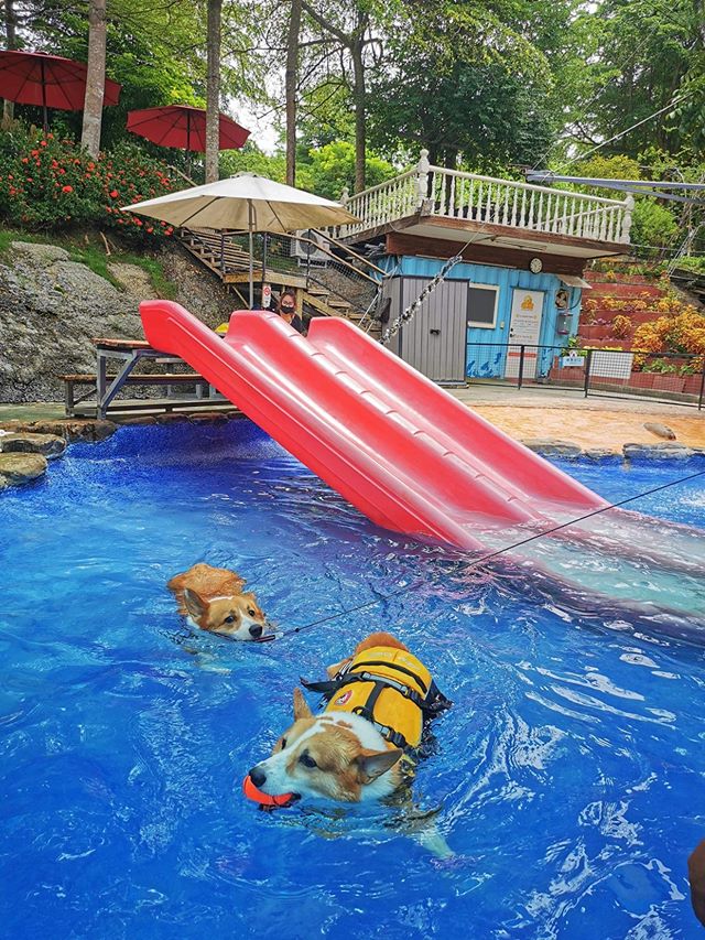 森呼吸狗狗游泳池