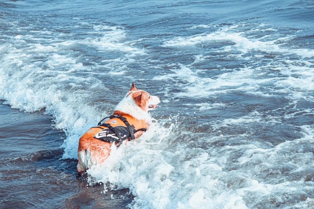 狗狗游泳景點