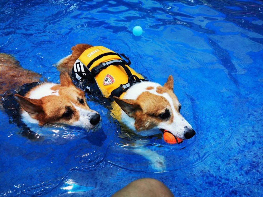 森呼吸狗狗游泳池