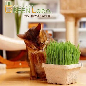 種貓草