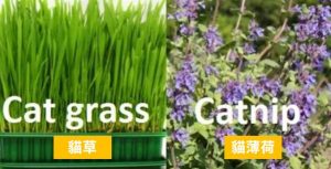 貓草和貓薄荷