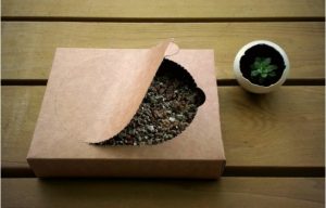 貓草怎麼種