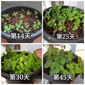 貓薄荷種植