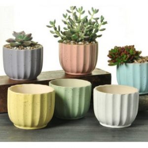 多肉植物-彩色陶瓷花器