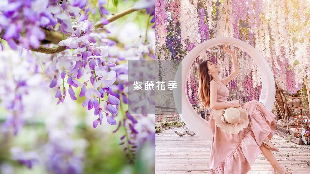 紫藤花季
