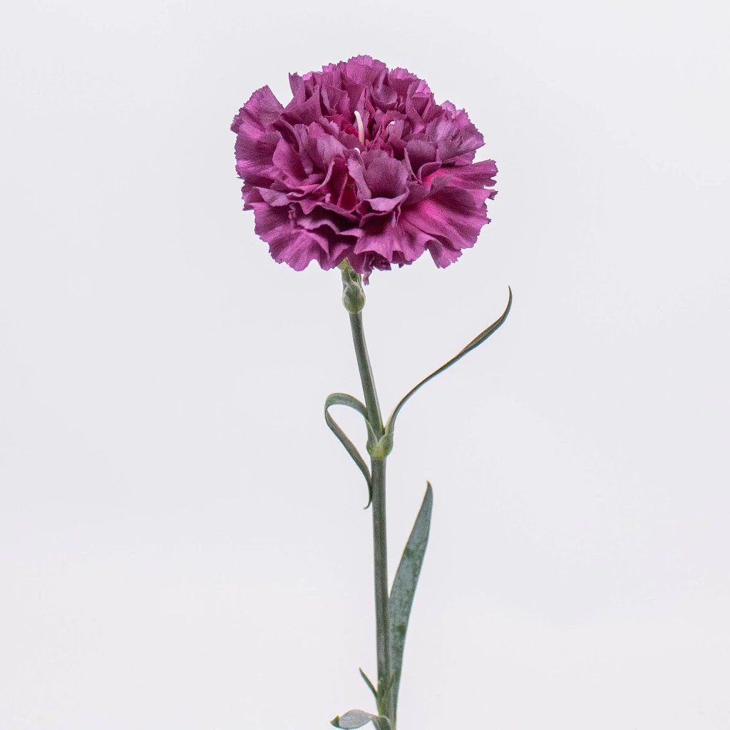 母親節康乃馨：紫色康乃馨