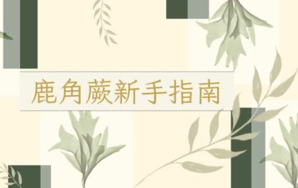 鹿角蕨新手指南