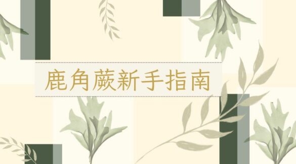 鹿角蕨新手指南